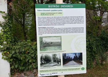 Označevalne table pri drevoredih v Slovenski Bistrici