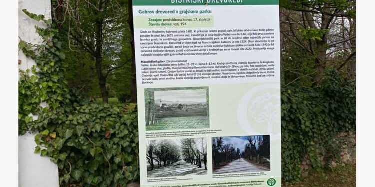Označevalne table pri drevoredih v Slovenski Bistrici