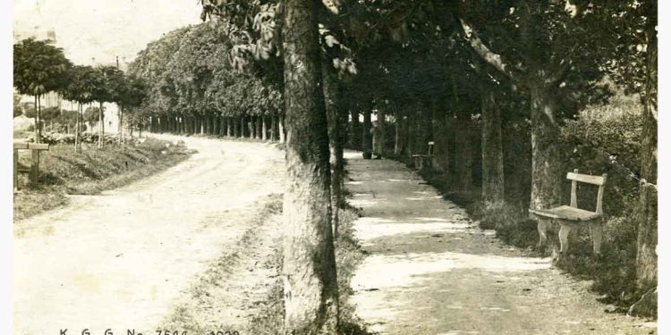 Drevored škrlatnih divjih kostanjev na Kolodvorski ulici