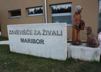 Oskrbo zapuščenih živali z Bistriškega opravlja Zavetišče za živali Maribor