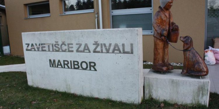 Oskrbo zapuščenih živali z Bistriškega opravlja Zavetišče za živali Maribor