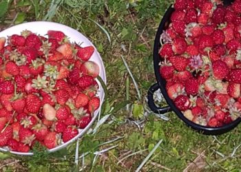 Za jagode pripravimo “gredo sendvič”