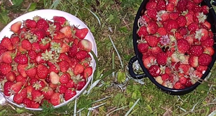 Za jagode pripravimo “gredo sendvič”