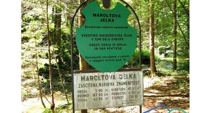 Maroltova jelka