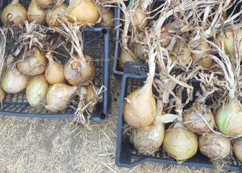 Da bo čebula zrastla povsod