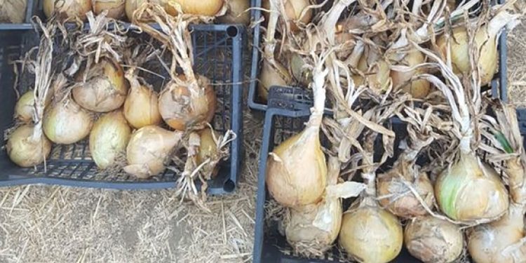 Da bo čebula zrastla povsod