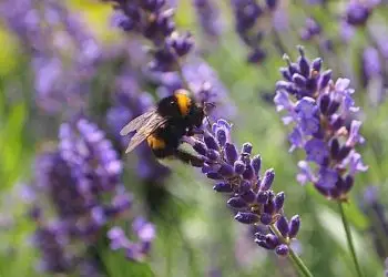 Ali ste vedeli … da čmrlji lahko letajo tudi v dežju