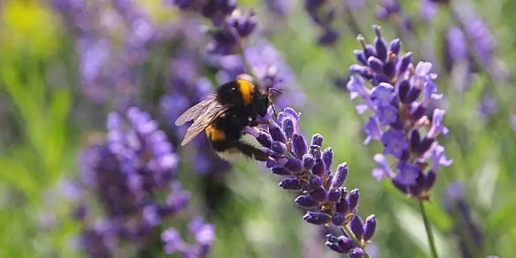Ali ste vedeli … da čmrlji lahko letajo tudi v dežju
