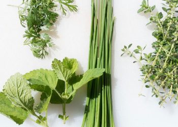 Čas za zeliščni vrt