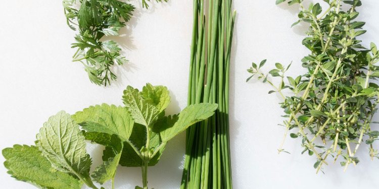 Čas za zeliščni vrt