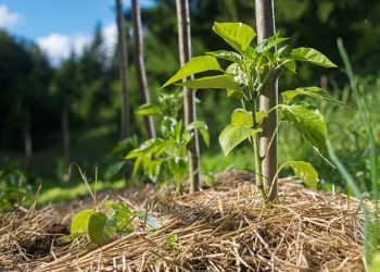 Kako zadržimo vodo v zemlji v sušnih obdobjih?