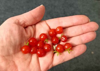 Mala vrtnarska akademija: Od sadike do pridelka