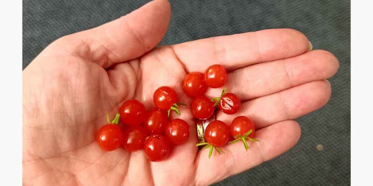 Mala vrtnarska akademija: Od sadike do pridelka