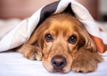 Zaščitimo živali – naj bodo prazniki brez pirotehnike