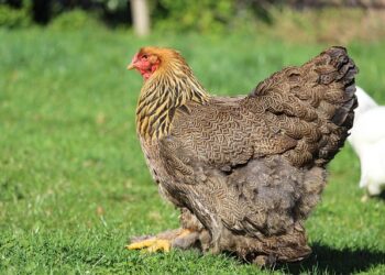 Prodam peteline brahma