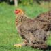 Prodam peteline brahma