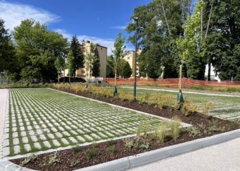 Zakaj je bilo treba odstraniti črni topol v Tomšičevi ulici v Slovenski Bistrici