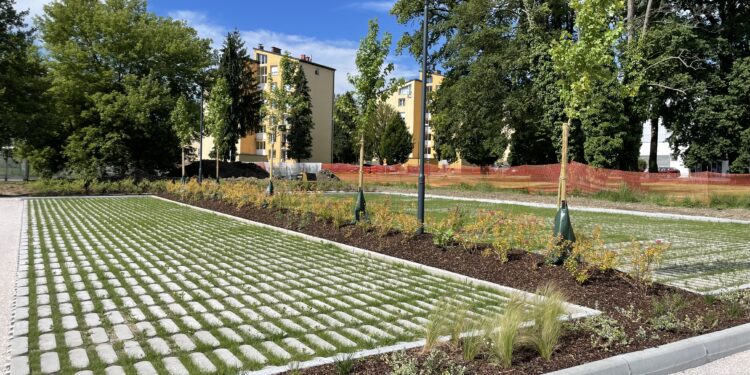 Zakaj je bilo treba odstraniti črni topol v Tomšičevi ulici v Slovenski Bistrici