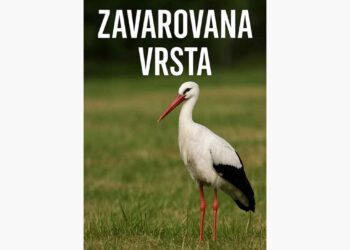 Posnetek streljanja na štorkljo razburil Bistričane
