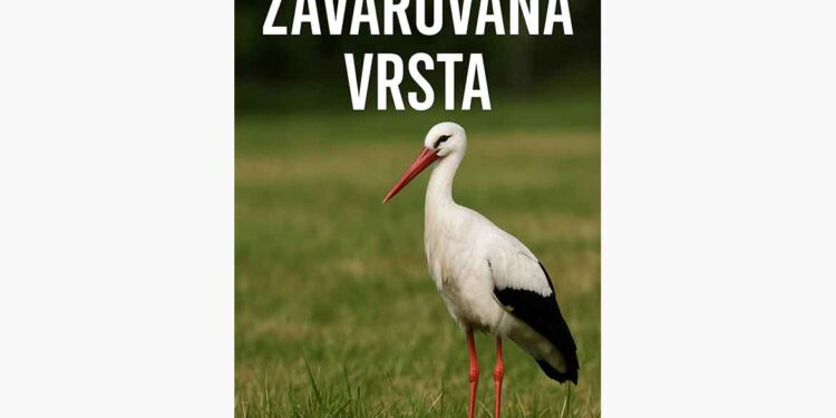 Posnetek streljanja na štorkljo razburil Bistričane