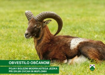 Pojav bolezni modrikastega jezika pri divjih ovcah in muflonih