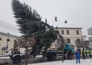 Vabilo občanom: Iščemo novoletno smreko ali jelko