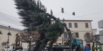 Vabilo občanom: Iščemo novoletno smreko ali jelko