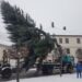 Vabilo občanom: Iščemo novoletno smreko ali jelko