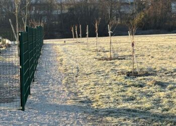 Ob urbanih vrtovih zasajen tudi mestni sadovnjak