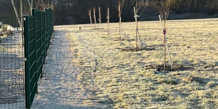 Ob urbanih vrtovih zasajen tudi mestni sadovnjak