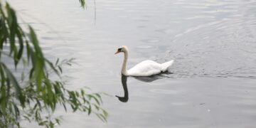 Na Pragerskem potrjena aviarna influenca pri poginulem labodu
