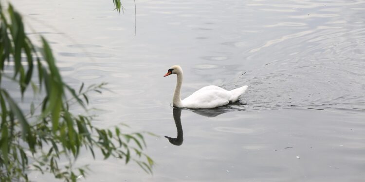 Na Pragerskem potrjena aviarna influenca pri poginulem labodu