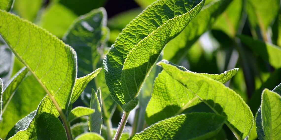 Kaj nabirati v naravi v februarju