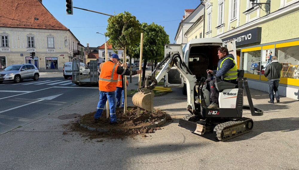 Komunala po mestu zasadila 66 novih dreves