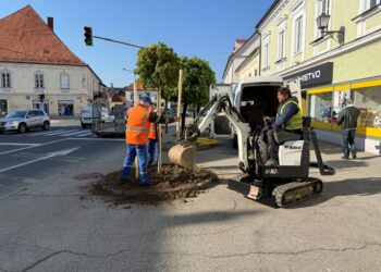 Komunala po mestu zasadila 66 novih dreves