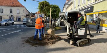 Komunala po mestu zasadila 66 novih dreves